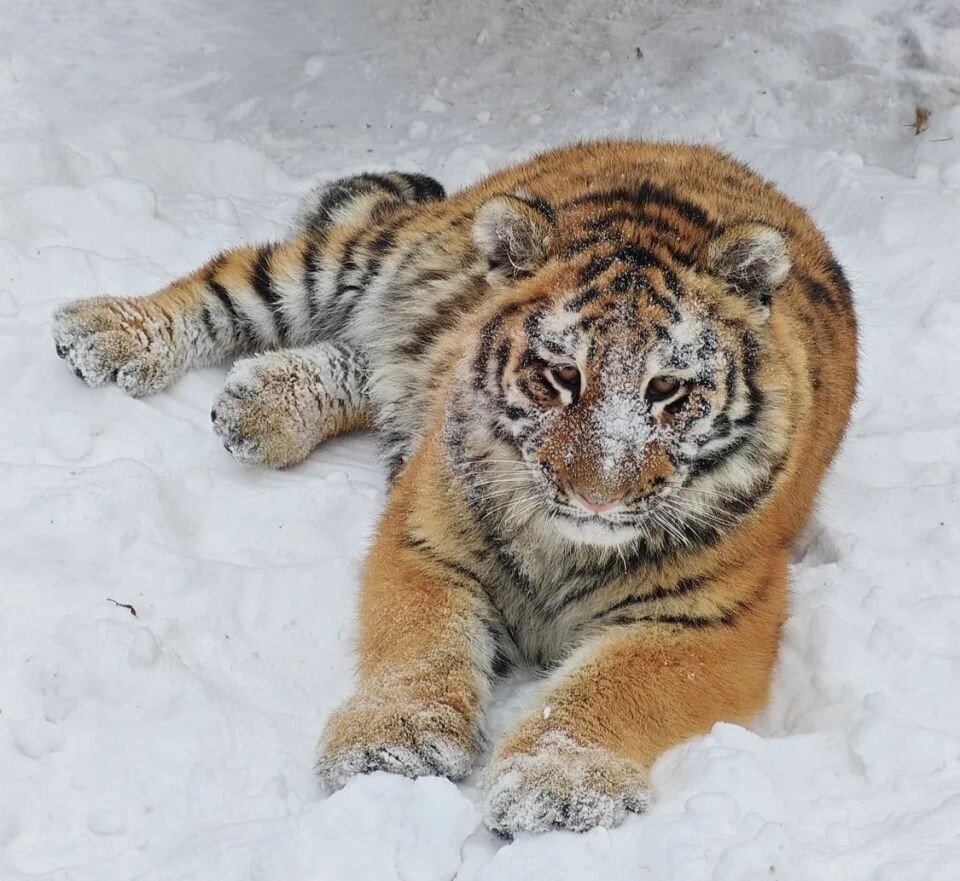    Тигрица Ракша. Источник: vk.com/zoo_22