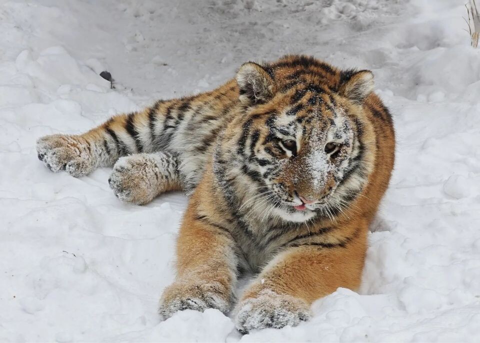    Тигрица Ракша. Источник: vk.com/zoo_22