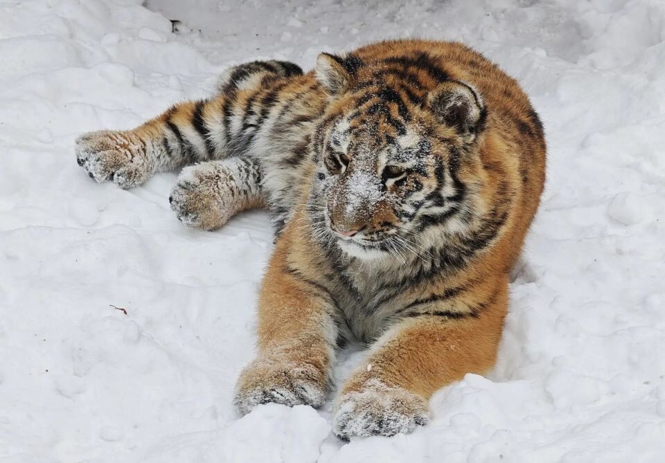    Тигрица Ракша. Источник: vk.com/zoo_22