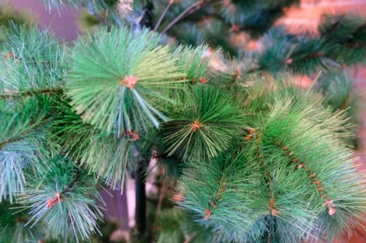   Врач Логина назвала самые безопасные елки для здоровья людей