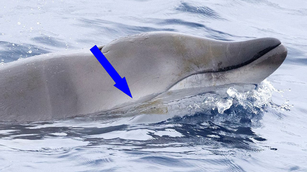    Редкие китообразные с бивнями обнаружены в морях впервые и изучены с помощью оружия