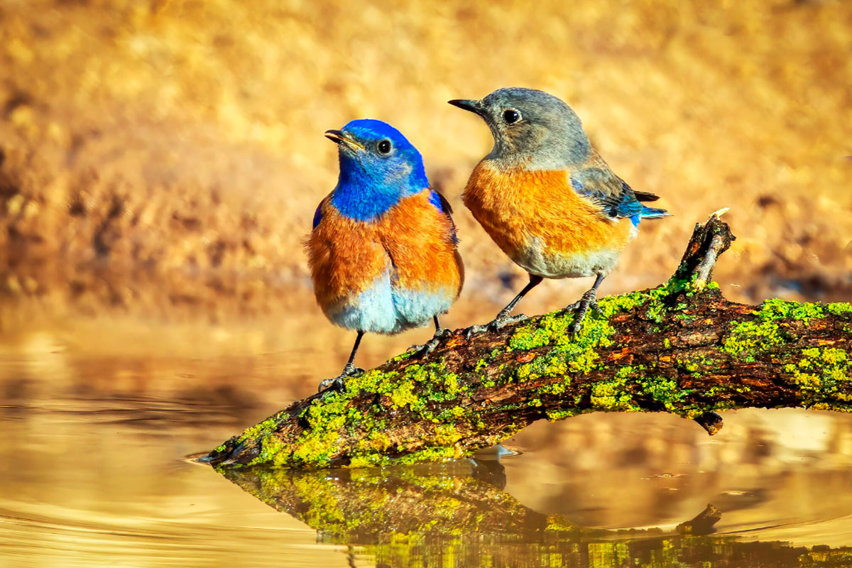 Ключевую роль играет выбор самки. В условиях, где её вклад в потомство значителен (вынашивание, выкармливание), она проявляет особую разборчивость