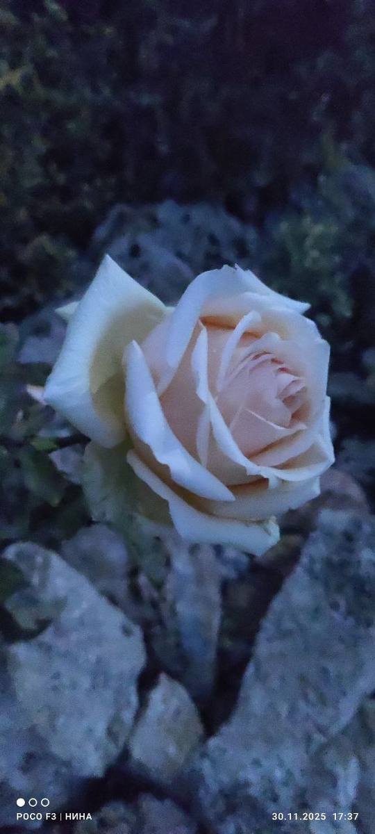 роза Гейша все фото Нины