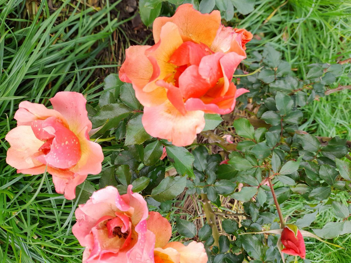 Жан Кокто, все фото Натальи.