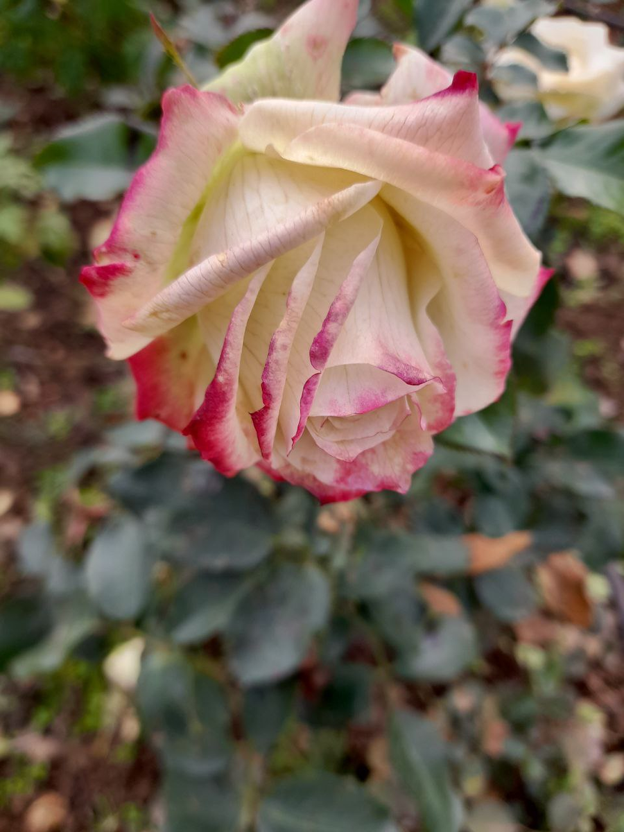 роза Юбилей принца Монако