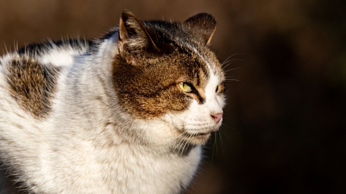    Если вы не можете помочь приюту материально, всегда можно просто «подарить» свое время
