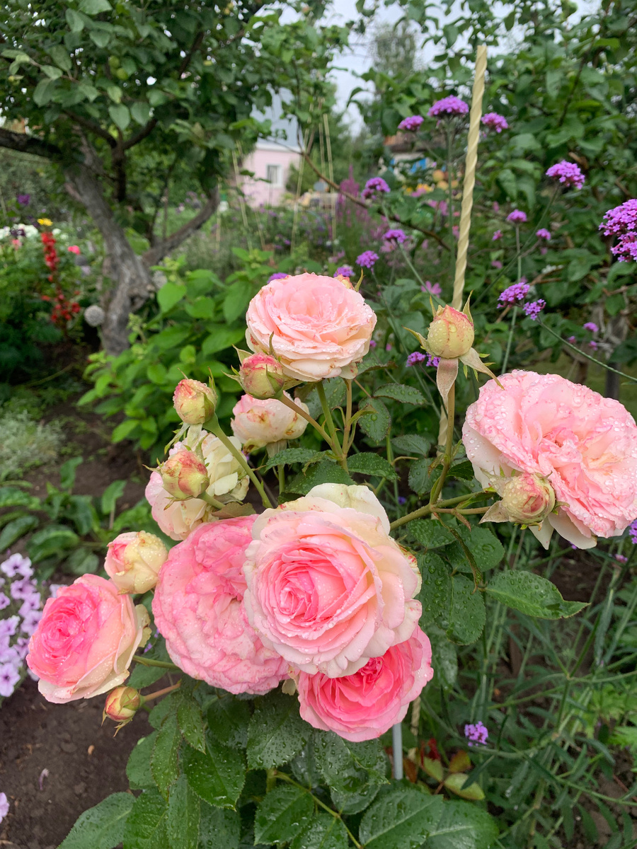 роза Пьер де Ронсар, фото автора