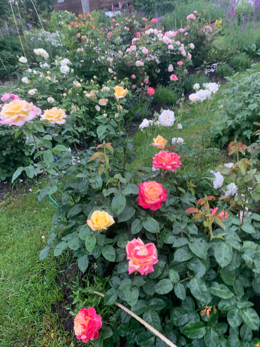 роза Пульман Ориент Экспресс на переднем плане