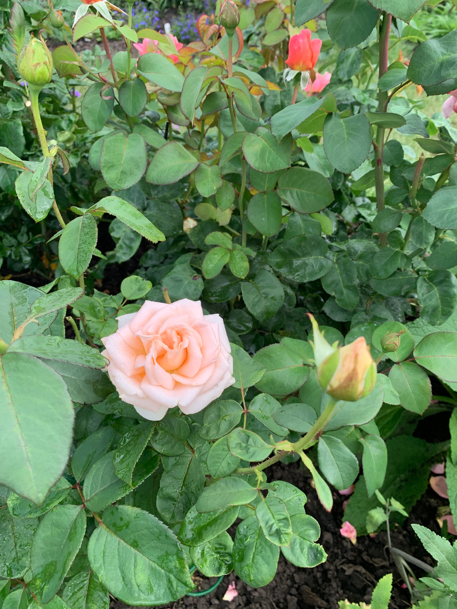 Роза Осиана.