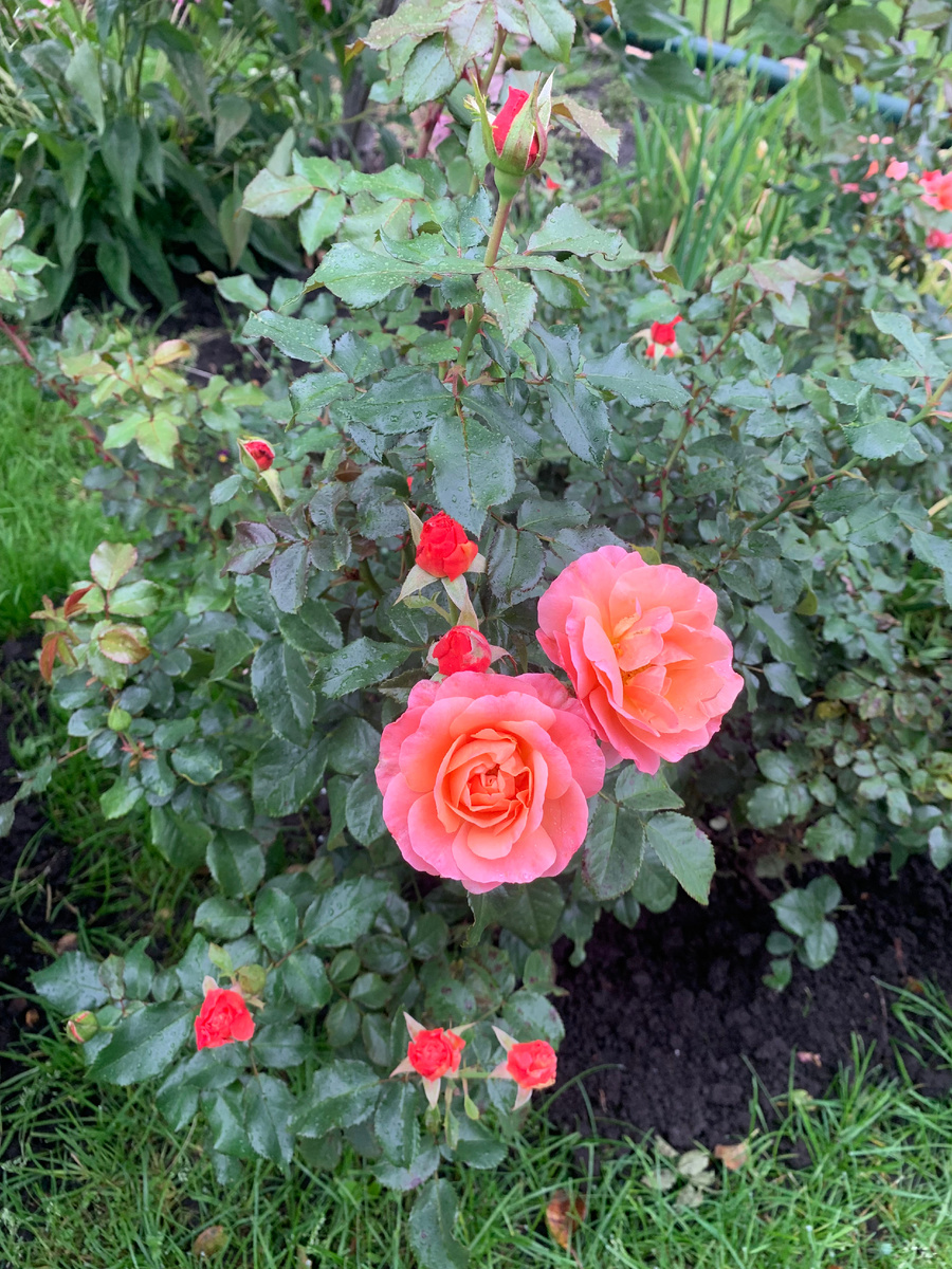 Роза Мари Кюри, все фото автора