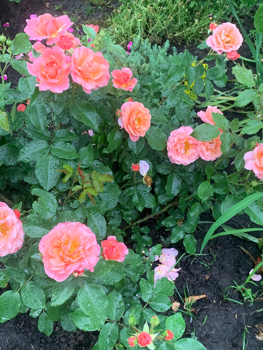 Роза Мари Кюри