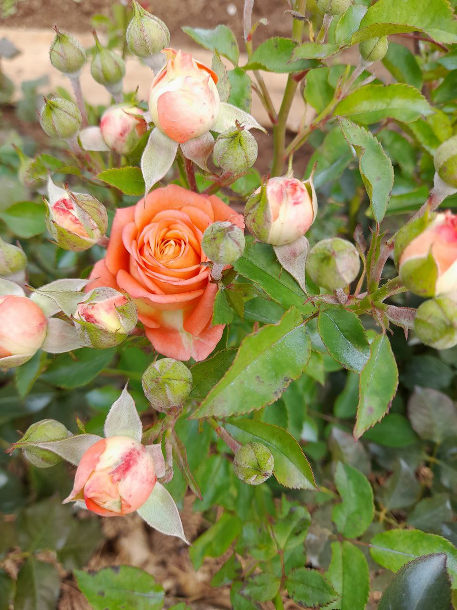 роза Барбадос, все фото Марии.