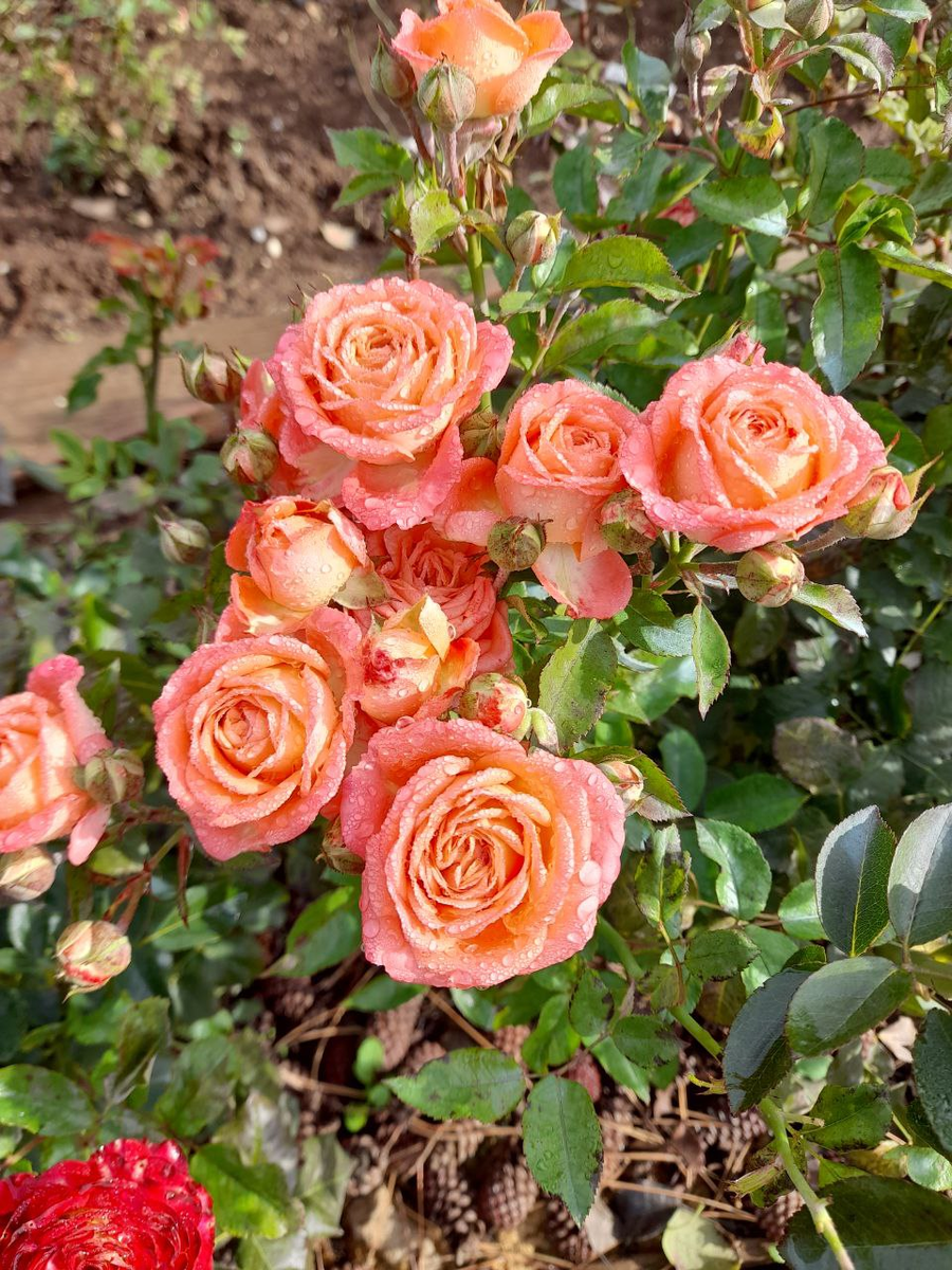 роза Барбадос