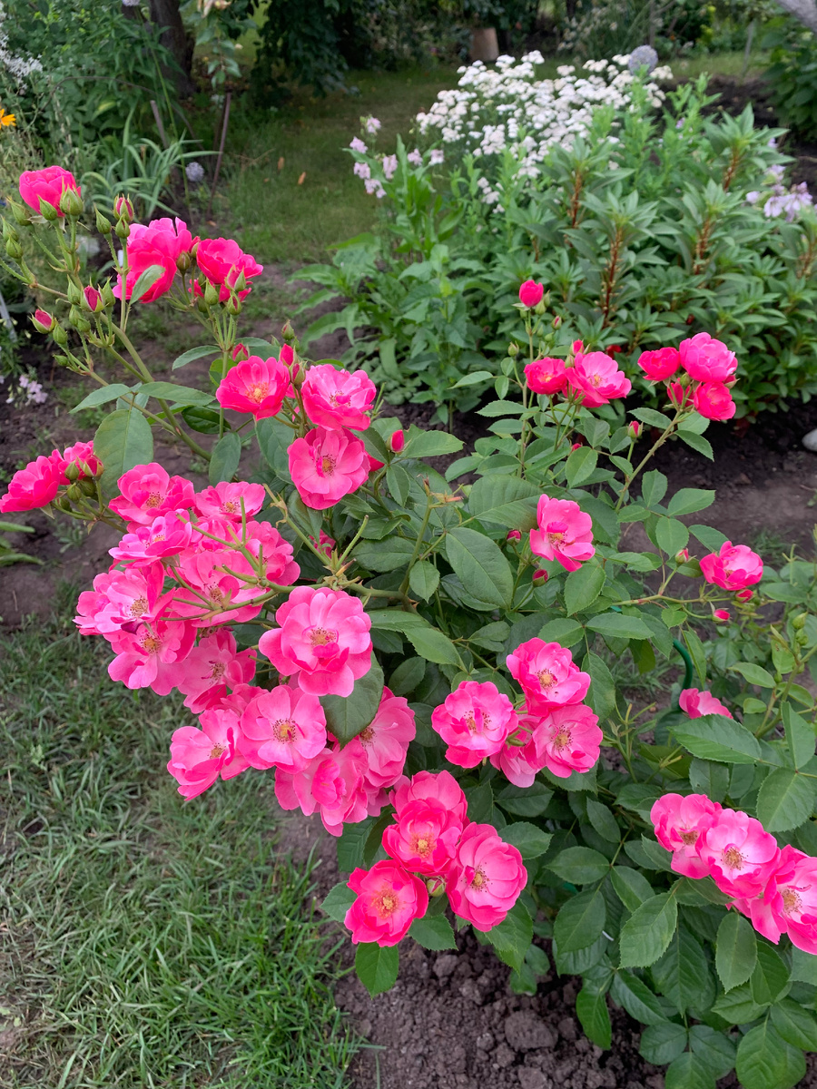 роза Ангела, все фото автора