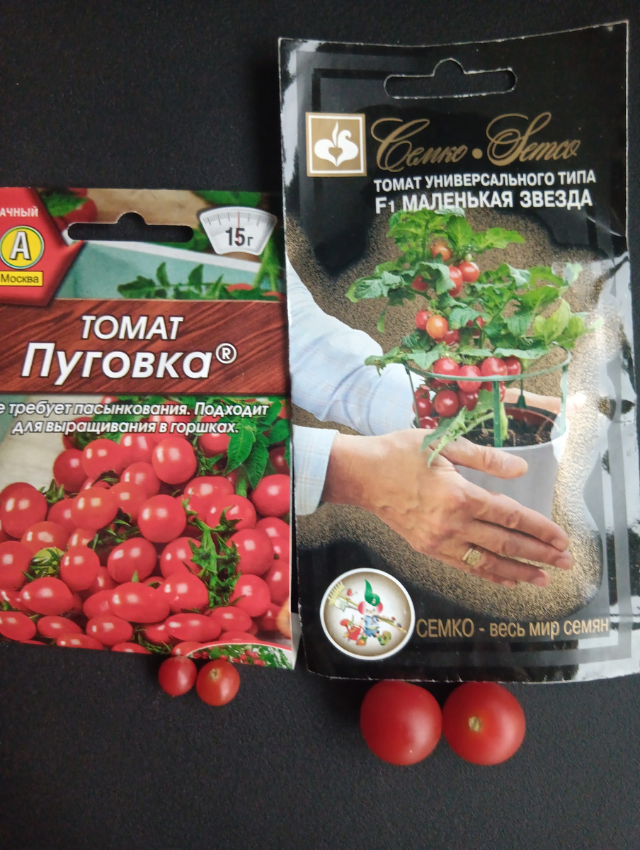 Сорт Пуговка и гибрид Маленькая звезда 