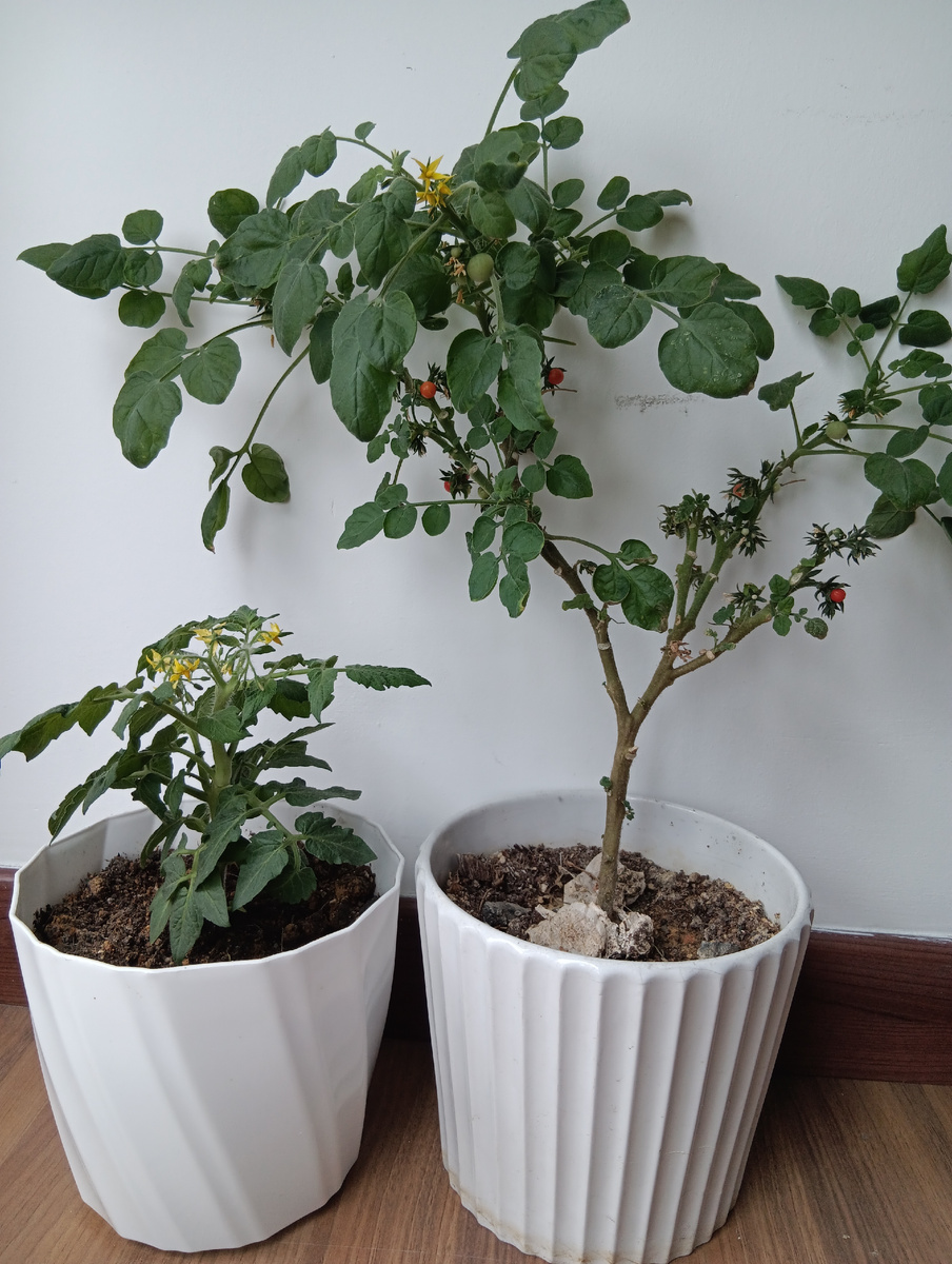 Слева Маленькая звезда, справа Пуговка.