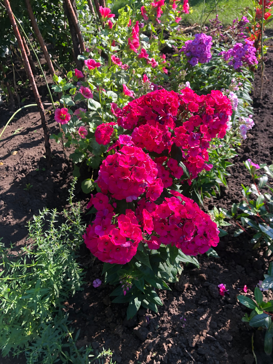 красный флокс, все фото автора