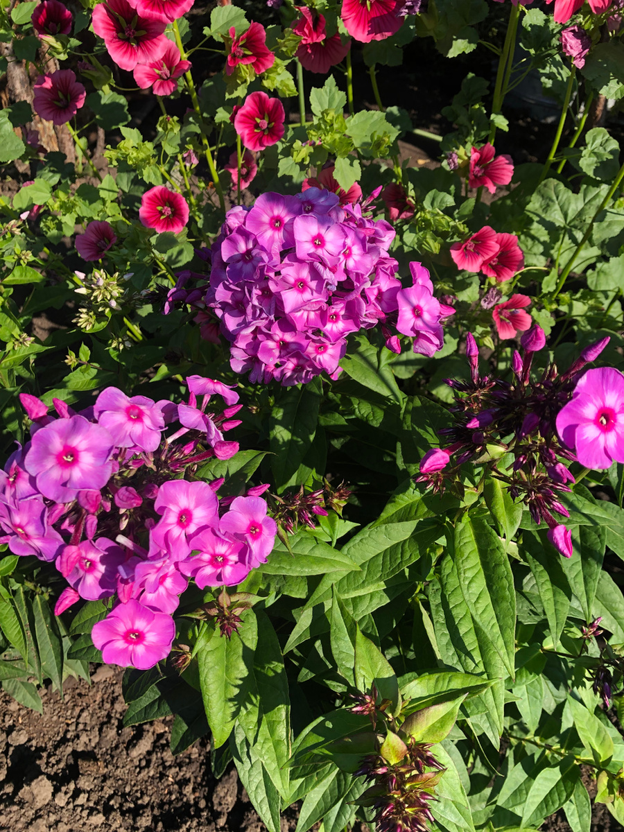 флокс розовый с красным глазком