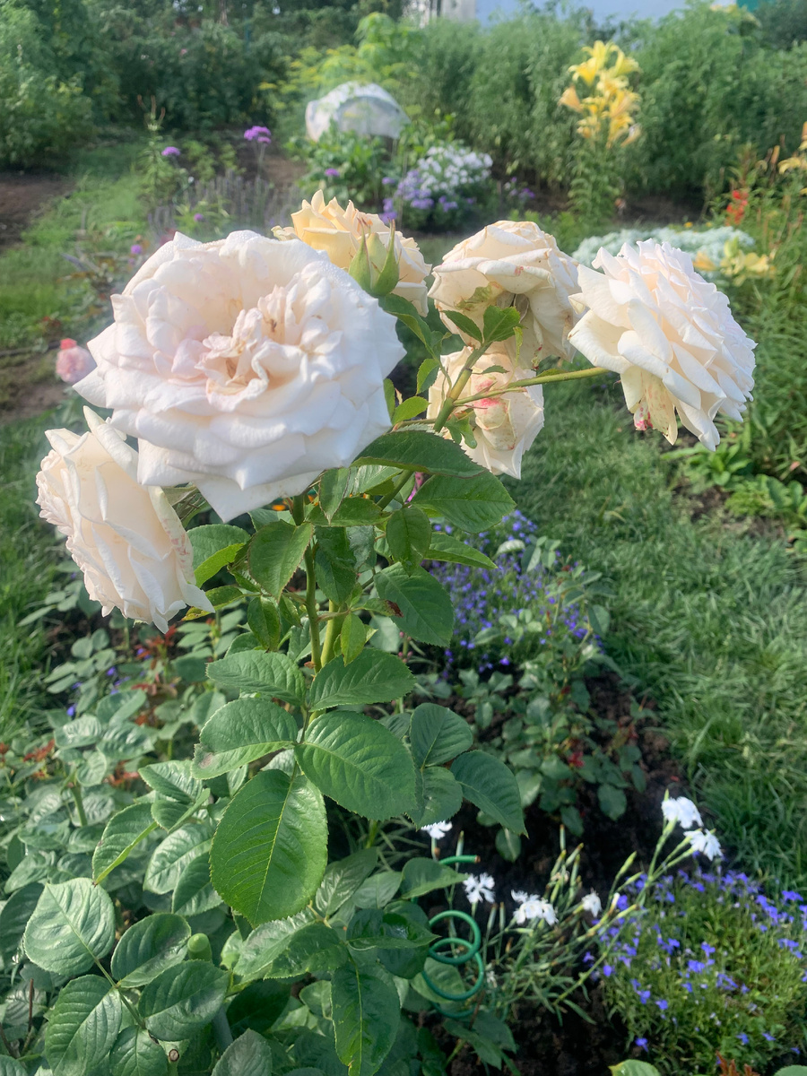 роза Мадам Анизет