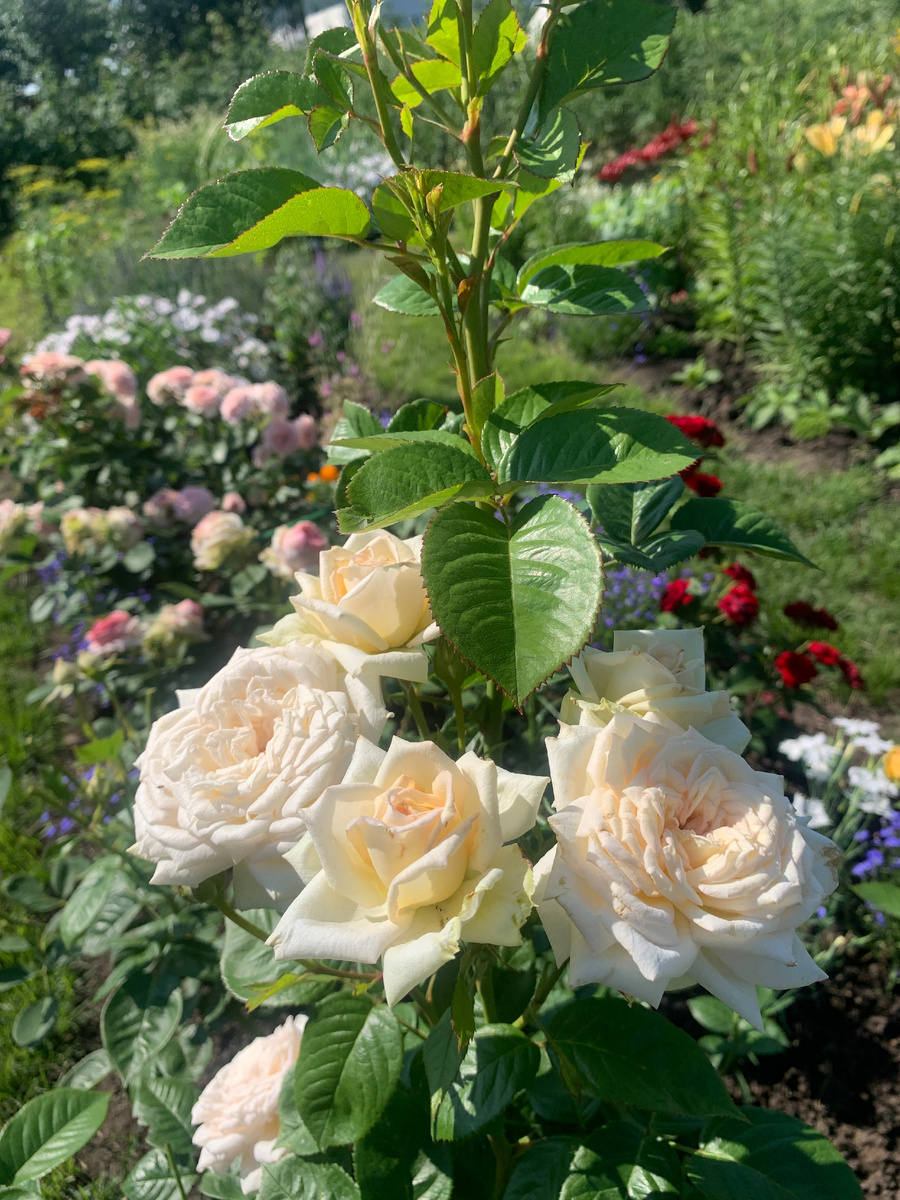 роза Мадам Анизет