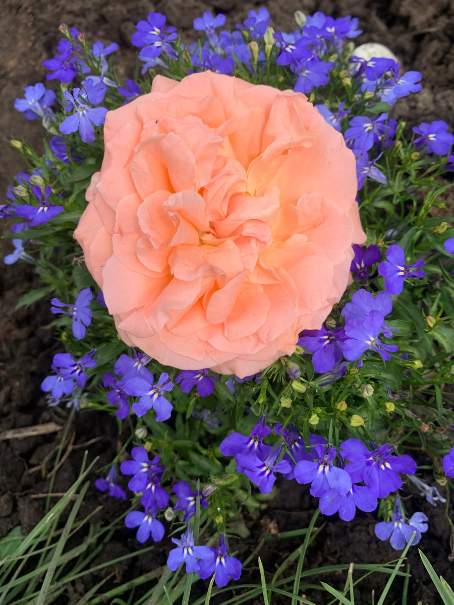 роза Сюзанна Тамаро.