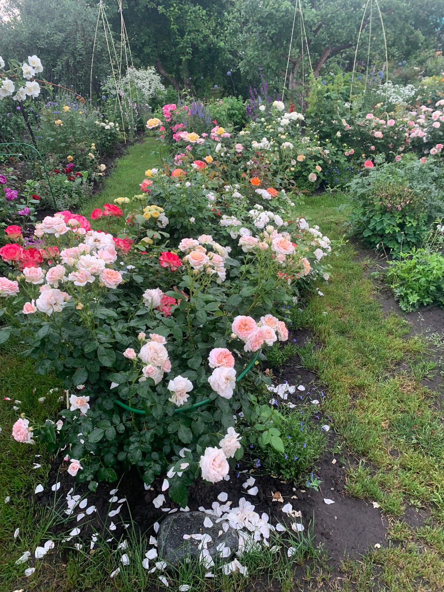 розарий рассвет. 23.06.25.