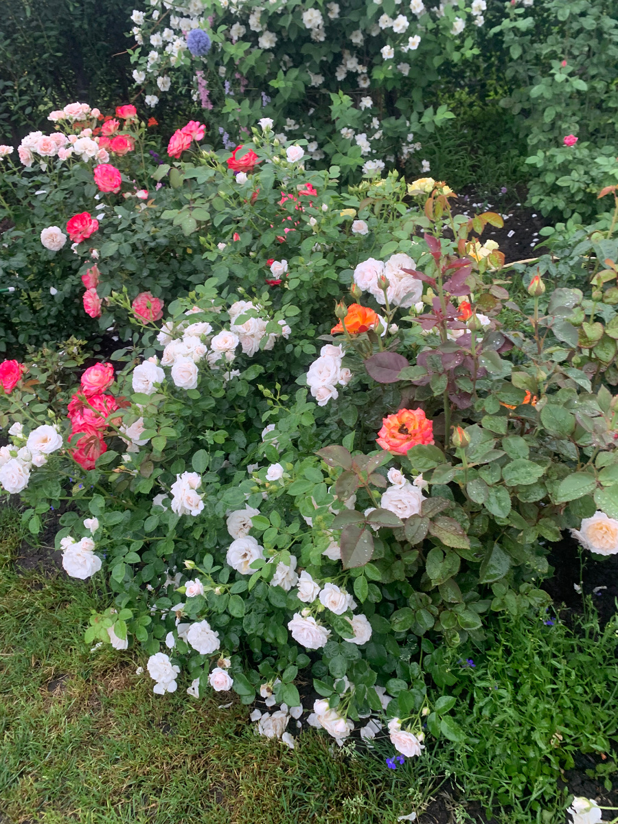 розарий Рассвет, все фото автора
