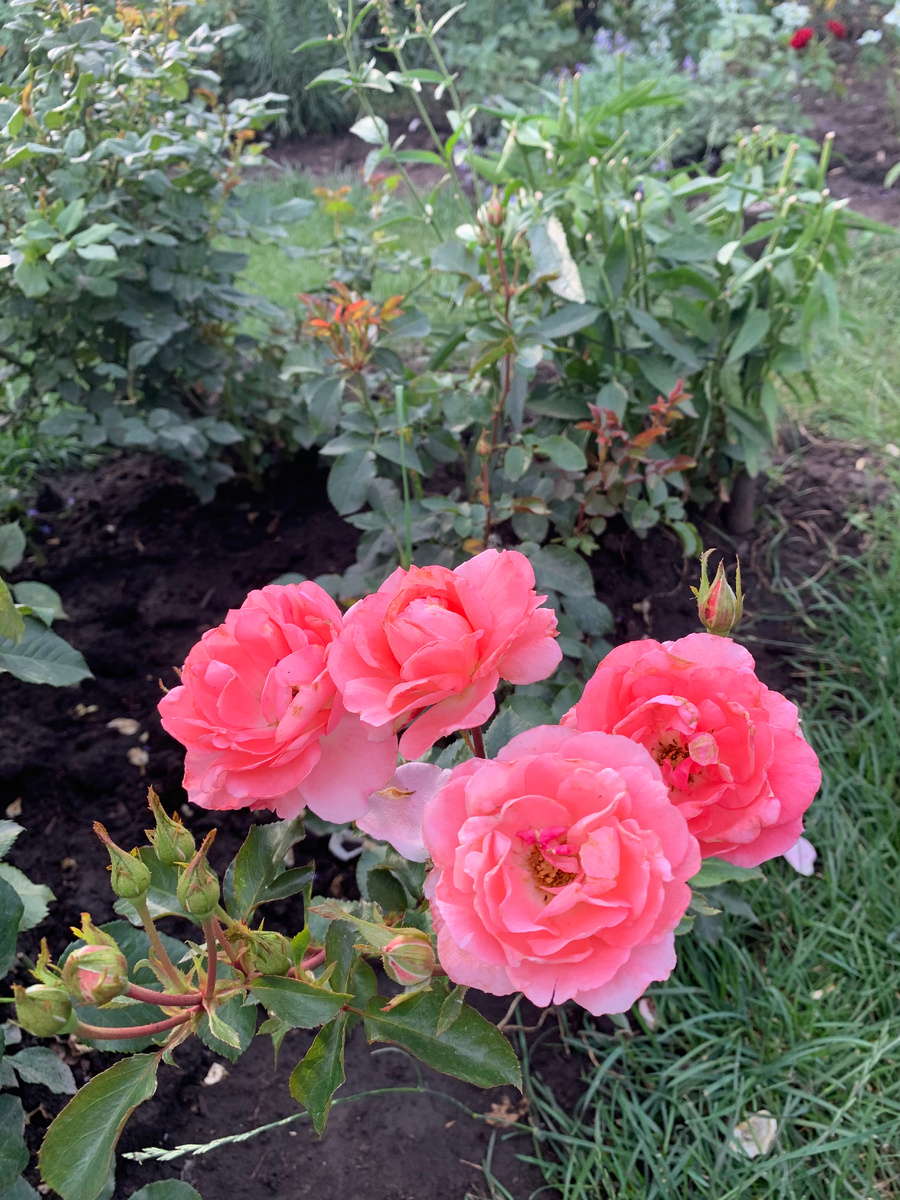 Роза Жардин де Франс, фото автора