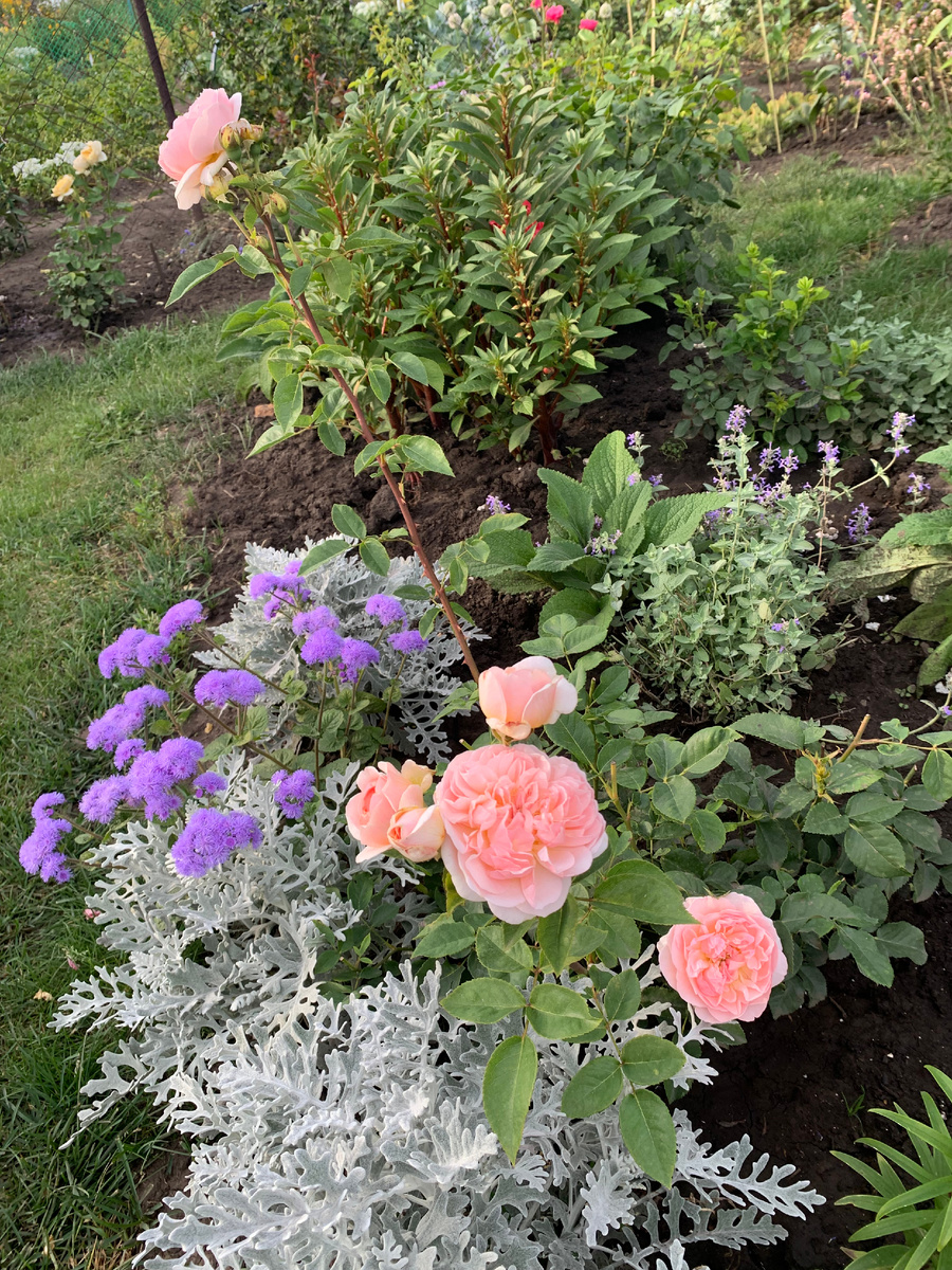 роза Эвелин, фото автора