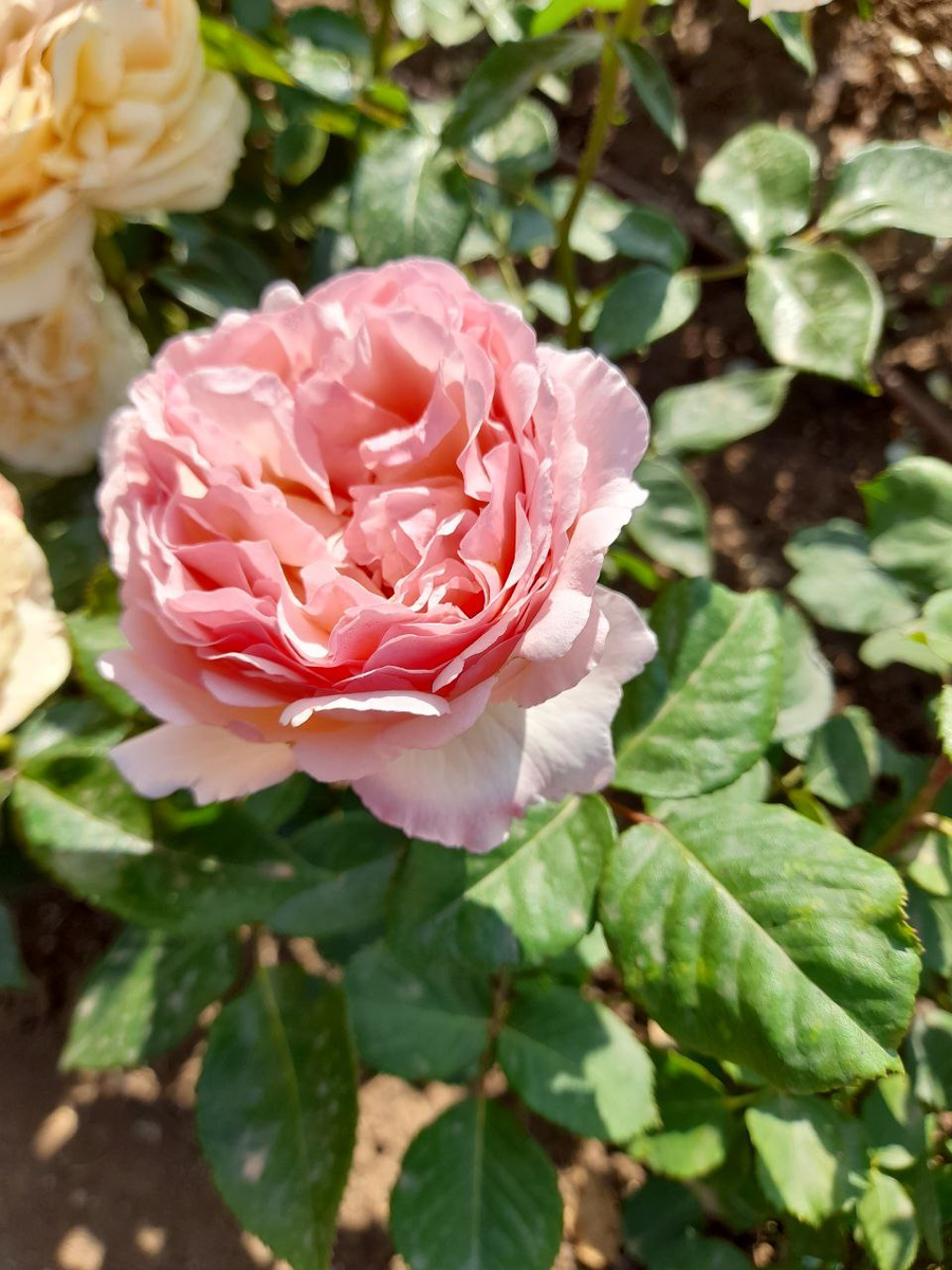 Принцесса Шарли Монако.