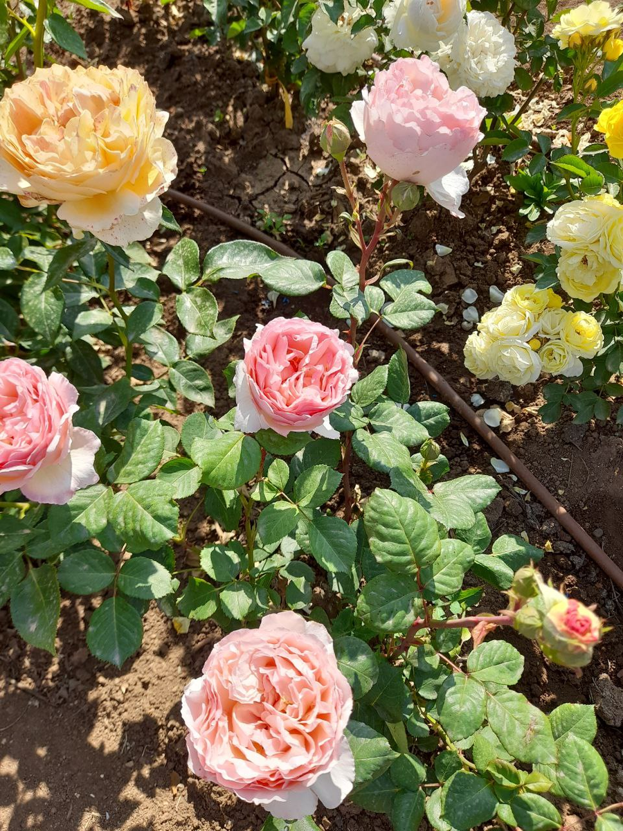 Принцесса Шарли де Монако. Розового цвета