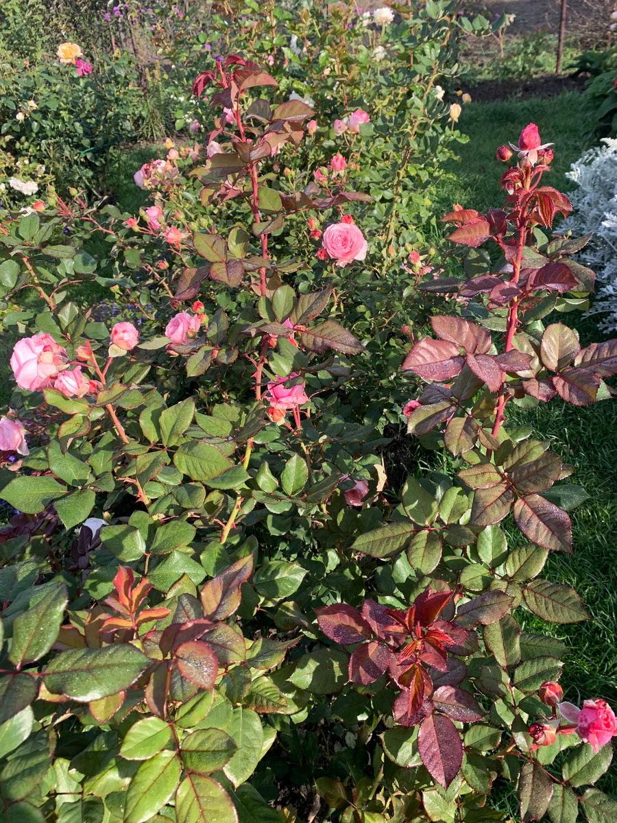 фото автора09.09.25.