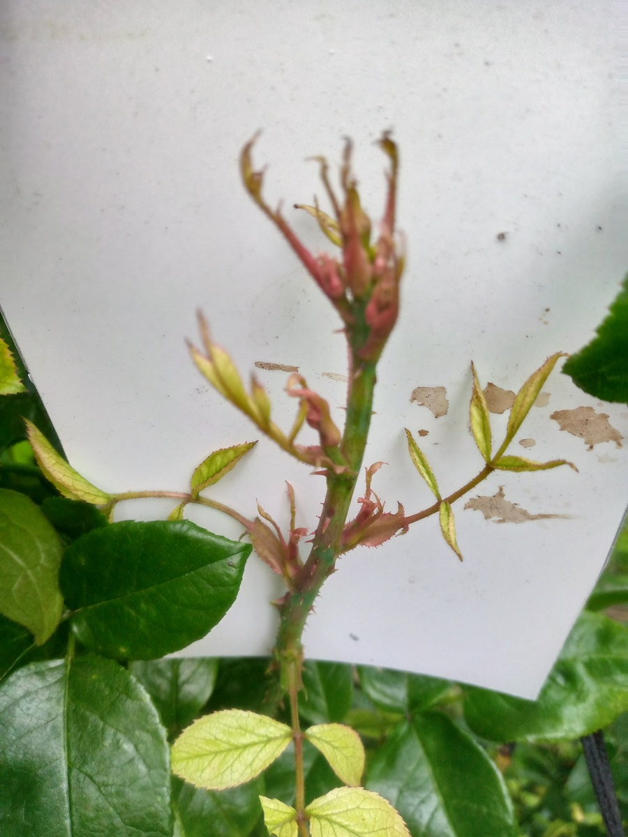 фото с форума