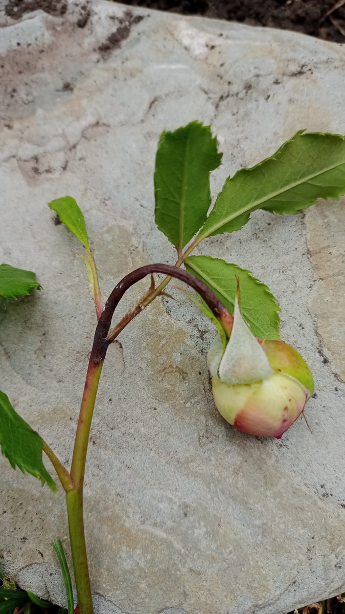 черная ножка