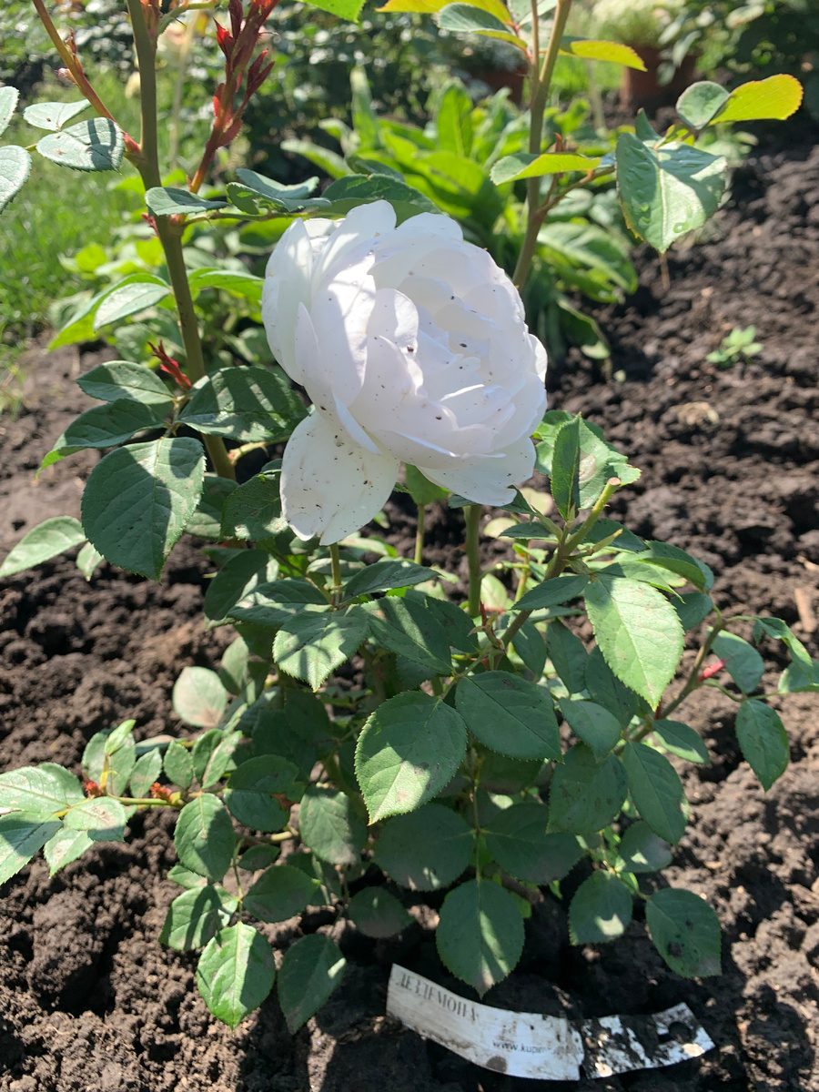 роза Дездемона, все фото автора