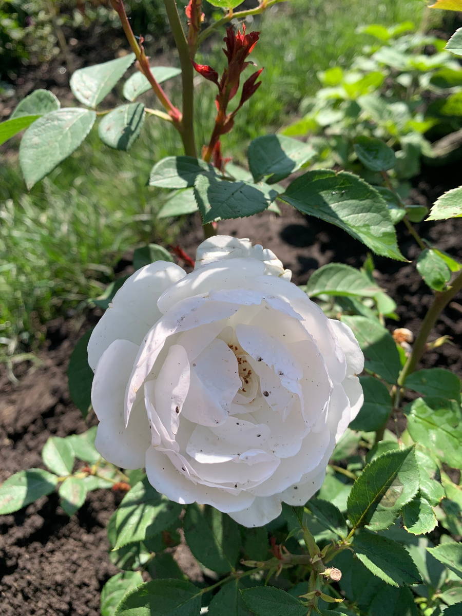 роза Дездемона