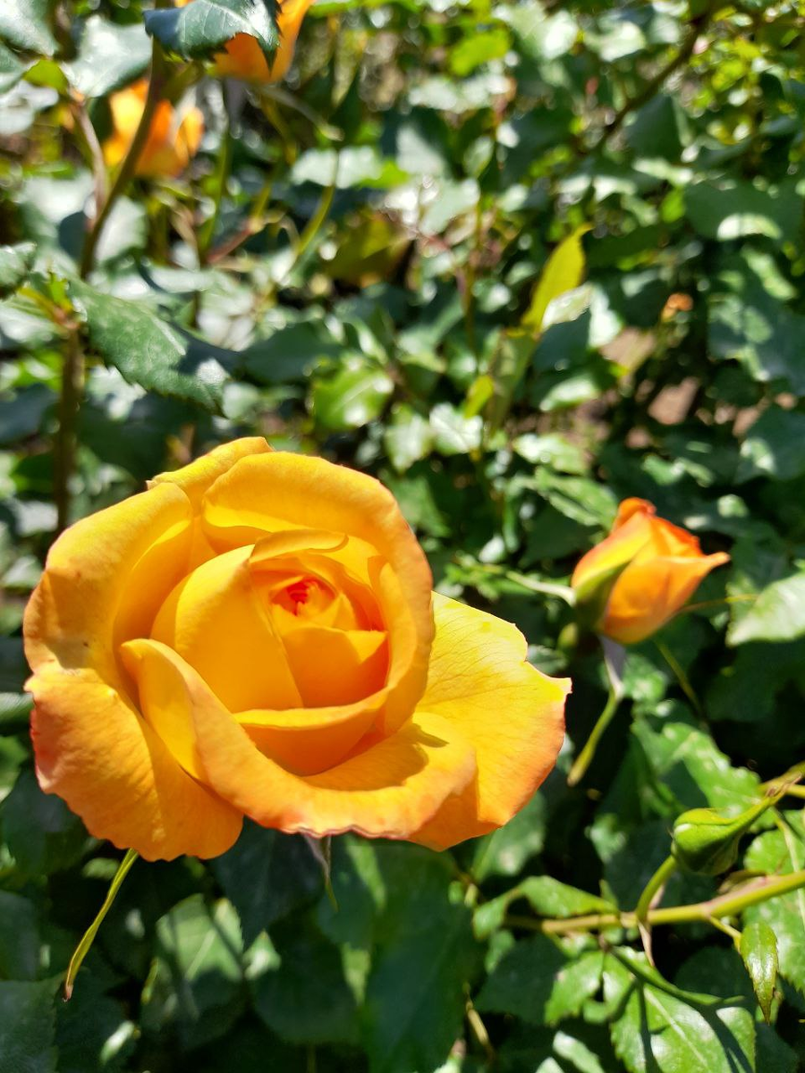 Роза Сахара