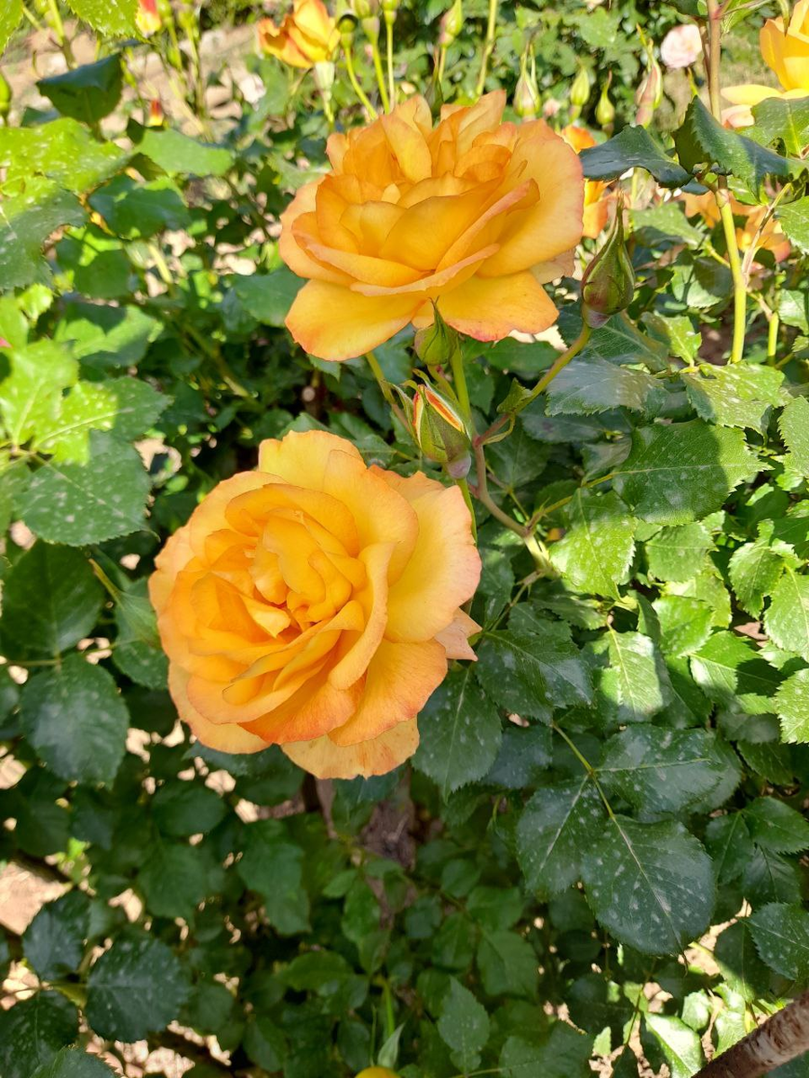 Роза Сахара