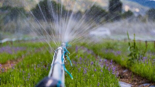    © РИА Новости Крым . Дмитрий Макеев