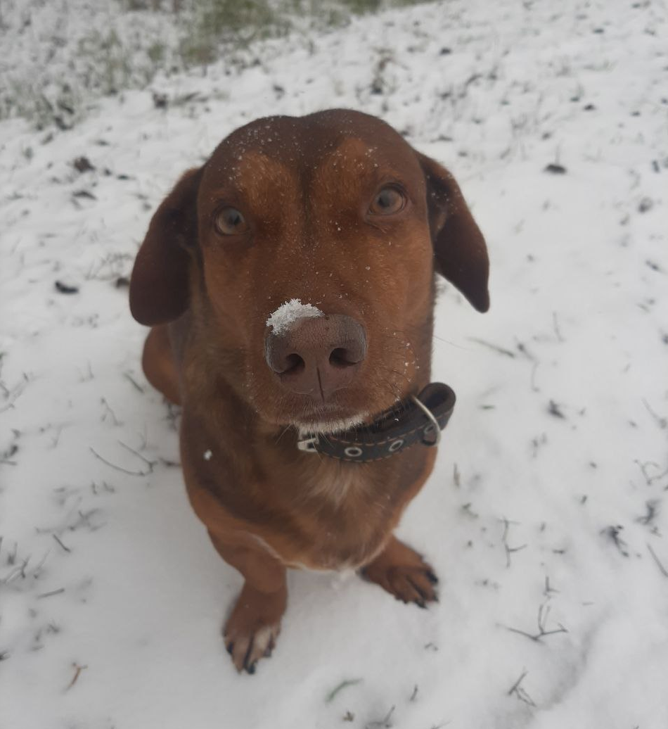 Наконец, у нас снег, декабрь нас порадовал! Замечательное зимнее настроение и Чарли вам передает привет!