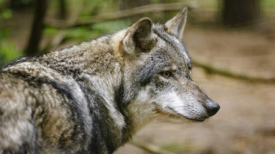    Фото: Global Look Press/Thomas Trutschel