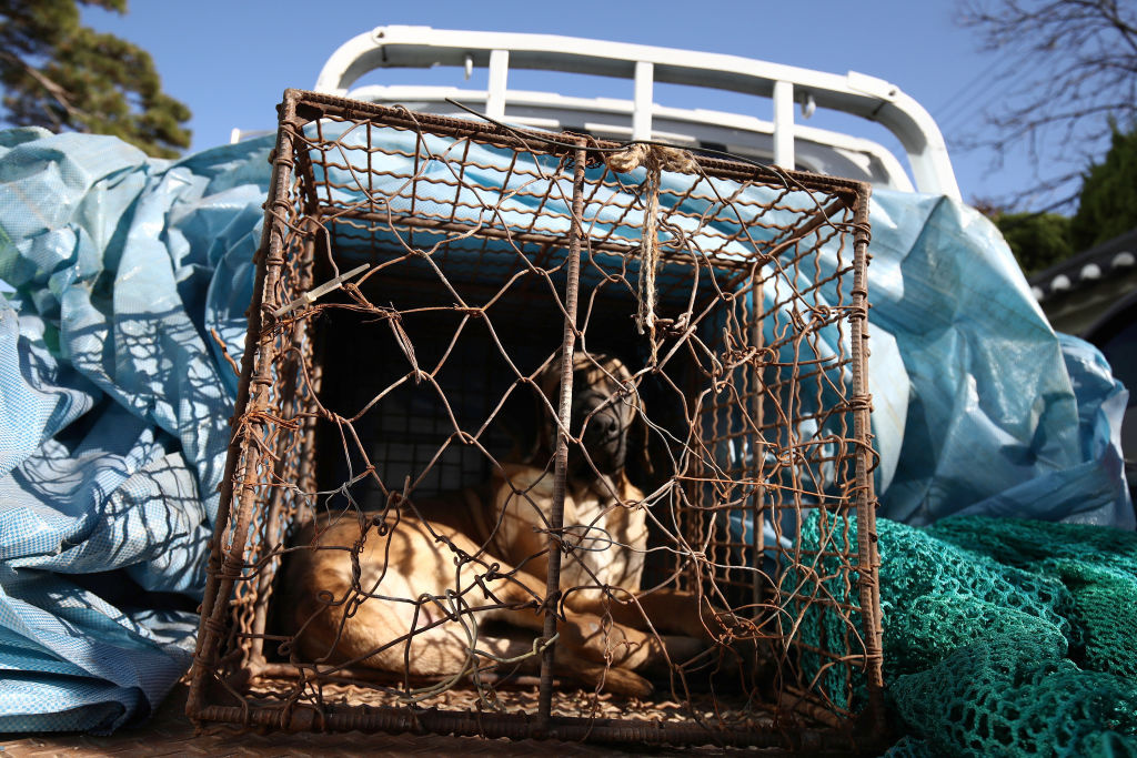 Собака выглядывает из клетки, пока полицейские блокируют протест фермеров, разводящих собак, требуя от правительства отменить планы по принятию законопроекта о введении запрета на потребление собачьего мяса. 30 ноября 2023 года, Сеул (Getty Images)