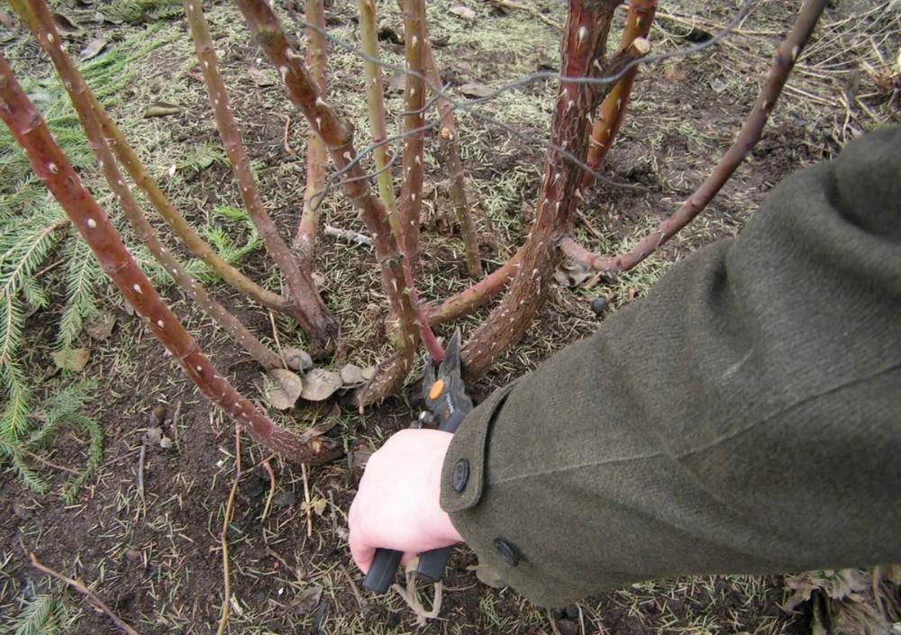 Случается  такое, когда спасти розу при всём желании не получится