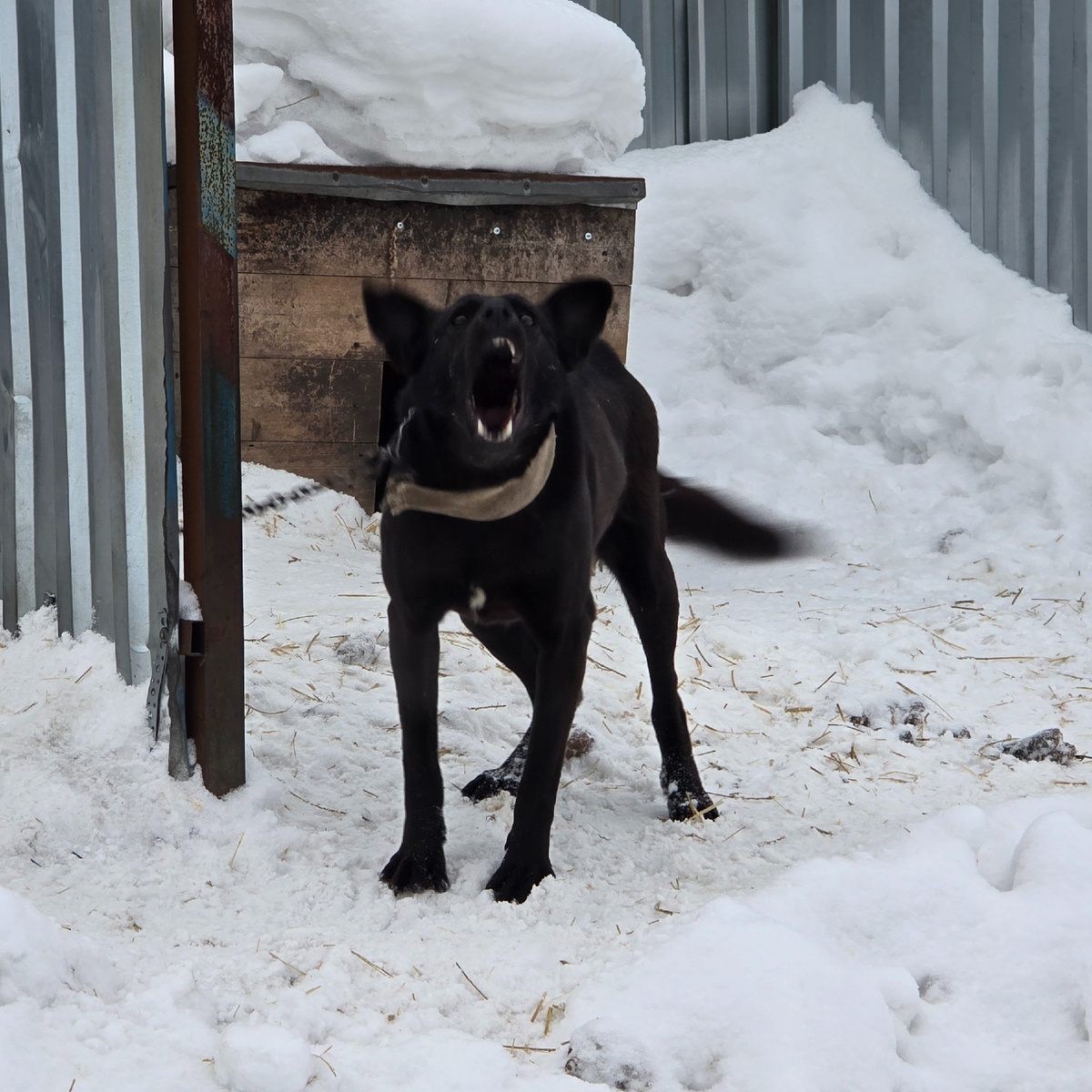 Багира агрессивно лает на цепи