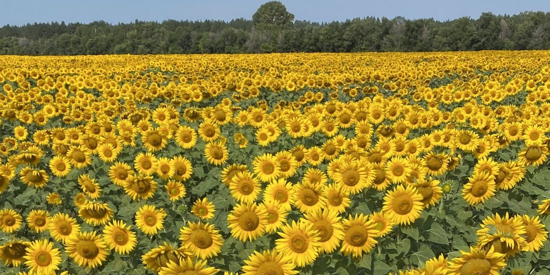 Высокие урожаи на полях партнеров - лучшая реклама нашей работы.