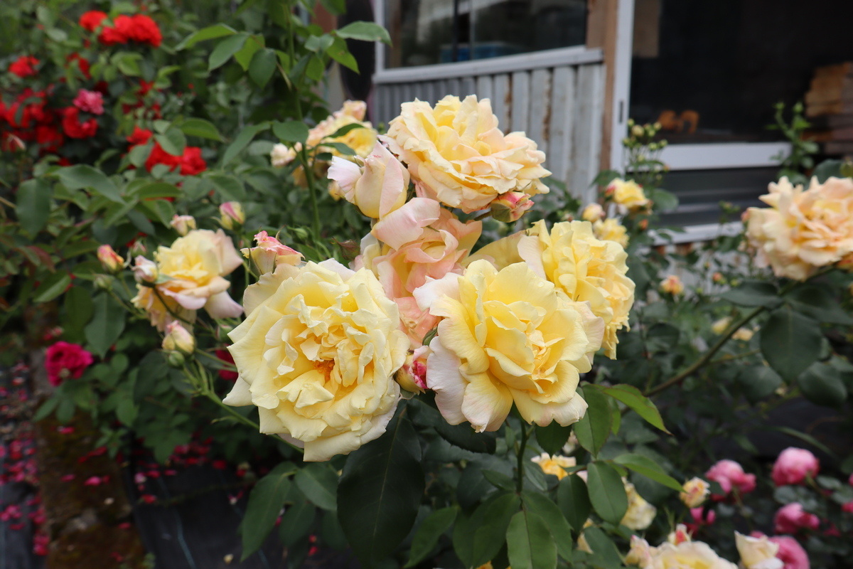 Голден Парфюм