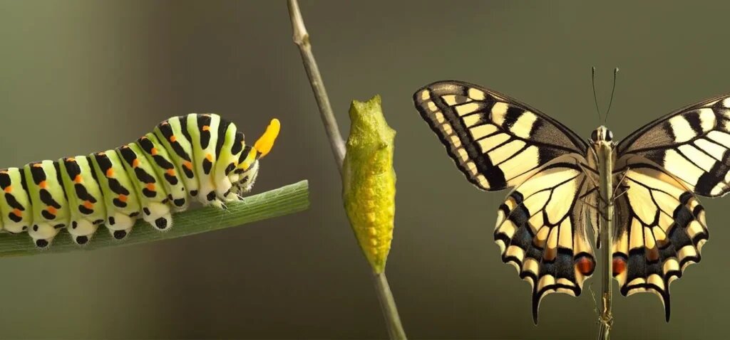 Фазы превращения