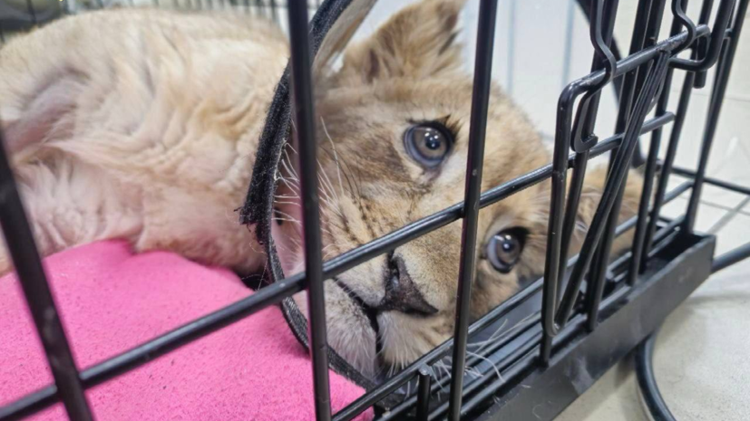    Межрайонная природоохранная прокуратура г. Москвы