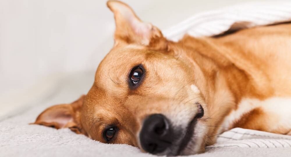 Рвота у питомца: 5 симптомов, когда счет идет на часы