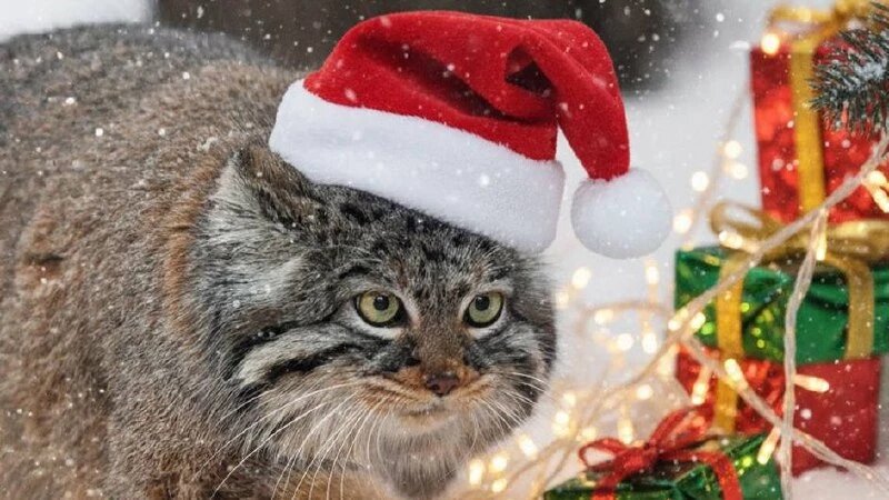     Звери в Новосибирском зоопарке перед Новым годом. Геннадий Данилкин